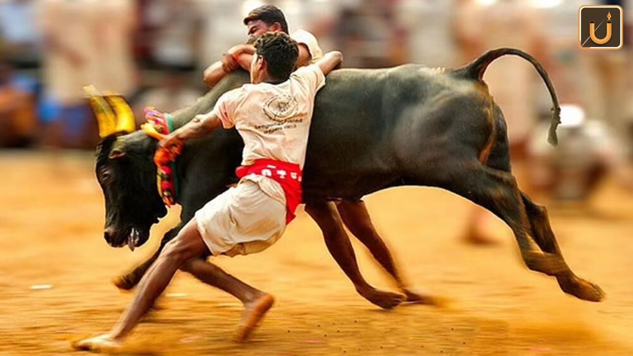 Usthadian Academy / Bull-Taming Festival ‘Jallikattu’ Starts In Tamil Nadu